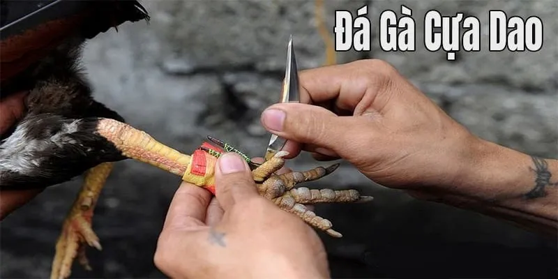 Đá Gà Cựa Dao Là Gì
