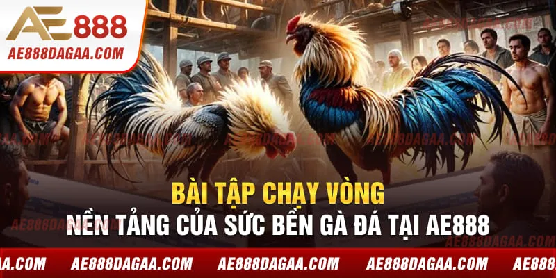 Bài Tập Chạy Vòng – Nền Tảng Của Sức Bền Gà Đá Tại AE888