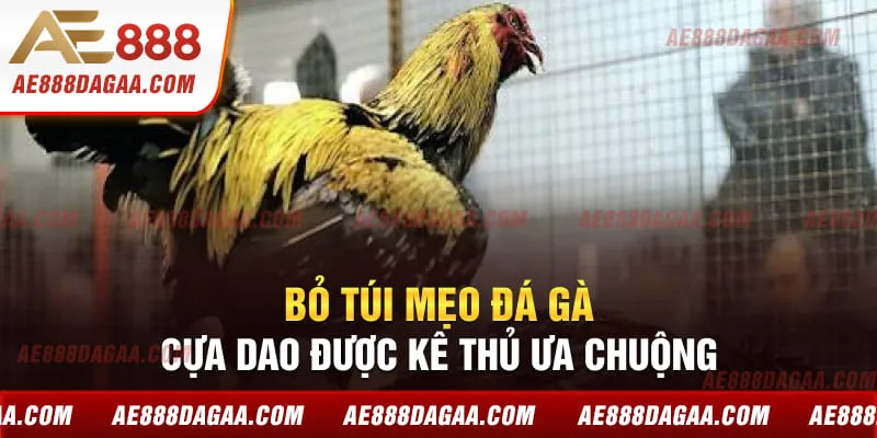 Bỏ túi mẹo đá gà cựa dao được kê thủ ưa chuộng