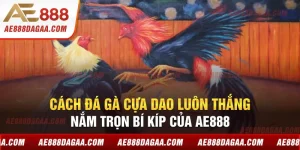 Cách Đá Gà Cựa Dao Luôn Thắng Nắm Trọn Bí Kíp Của AE888