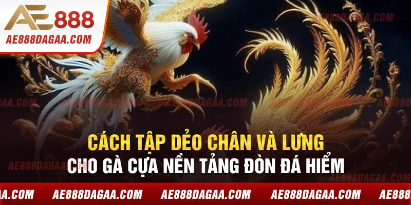 Bài Tập Chạy Vòng – Nền Tảng Của Sức Bền Gà Đá Tại AE888