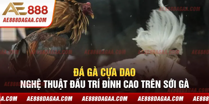 Đá Gà Cựa Dao - Nghệ Thuật Đấu Trí Đỉnh Cao Trên Sới Gà