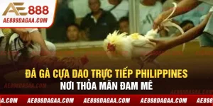 Chinh phục đá gà cựa dao Philippines với những mẹo đơn giản