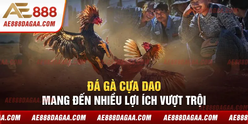 Đá gà cựa dao mang đến nhiều lợi ích vượt trội