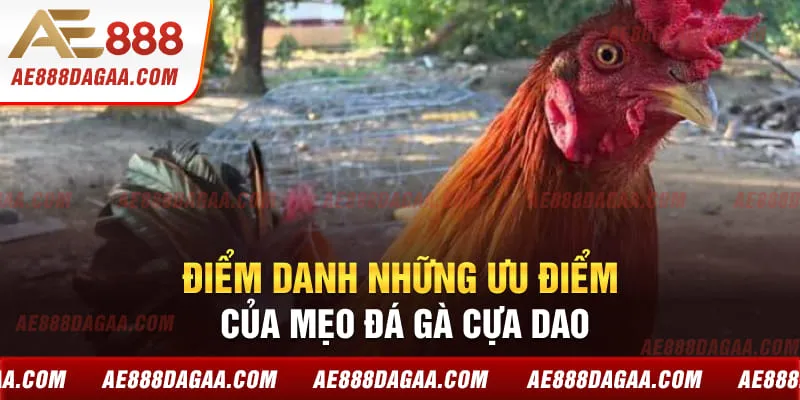 Điểm danh những ưu điểm của mẹo đá gà cựa dao
