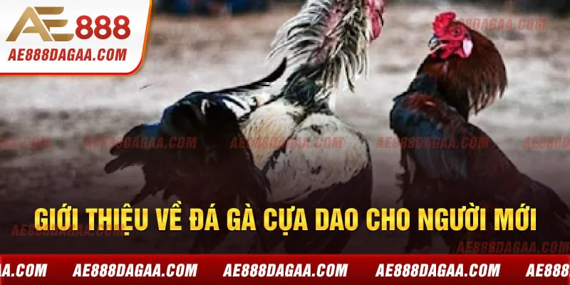 Giới thiệu về đá gà cựa dao cho người mới