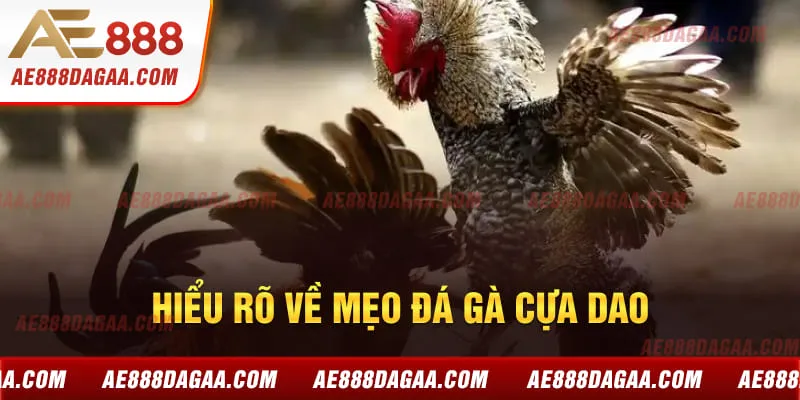 Hiểu rõ về mẹo đá gà cựa dao