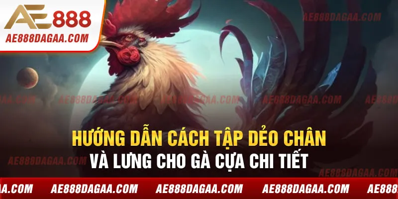 Hướng dẫn cách tập dẻo chân và lưng cho gà cựa chi tiết