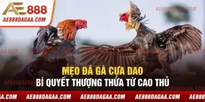 Mẹo Đá Gà Cựa Dao - Bí Quyết Thượng Thừa Từ Cao Thủ