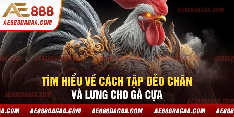 Tìm hiểu về cách tập dẻo chân và lưng cho gà cựa