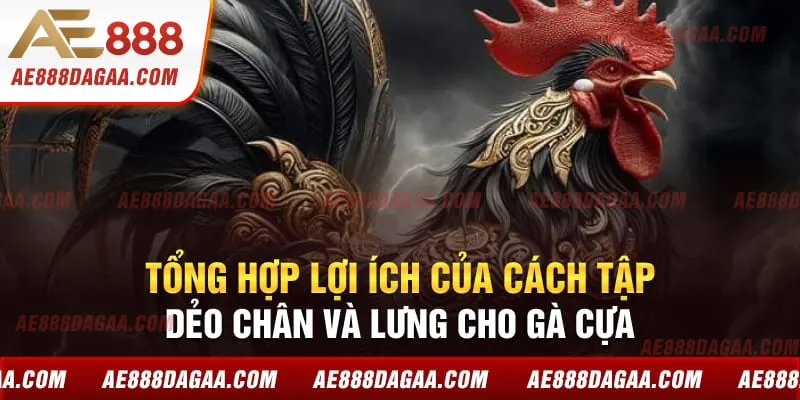 Tổng hợp lợi ích của cách tập dẻo chân và lưng cho gà cựa