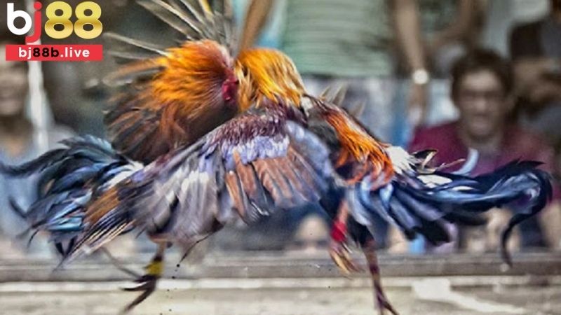 Cược Wala trong đá gà