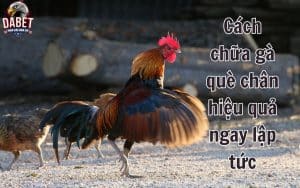 Hướng dẫn cách chữa gà què chân hiệu quả ngay lập tức