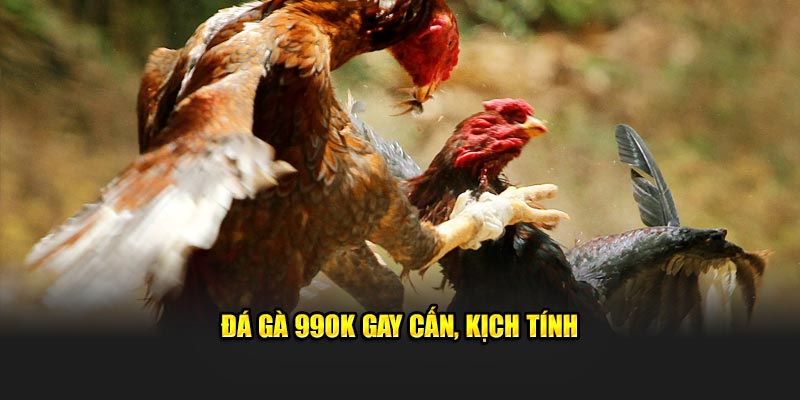 Đá gà 99OK gay cấn, kịch tính