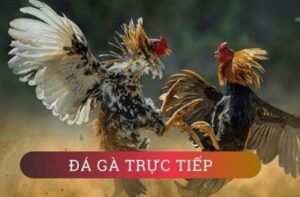 Da Ga Truc Tiep Hom Nay Hi88