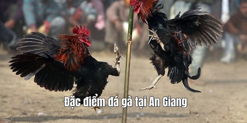 diem-qua-nhung-tinh-chat-noi-bat-cua-da-ga-an-giang