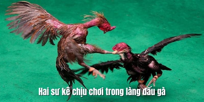 tran-da-ga-24-ty-su-ke
