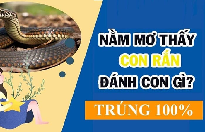 Bà bầu nằm mơ thấy rắn đánh con gì? Chiến thuật chuẩn xác Bà bầu nằm mơ thấy rắn đánh con gì? Chiến thuật chuẩn xác