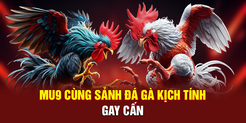 MU9 cùng sảnh đá gà kịch tính, gay cấn