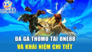 Đá gà Thomo tại One88 và khái niệm chi tiết