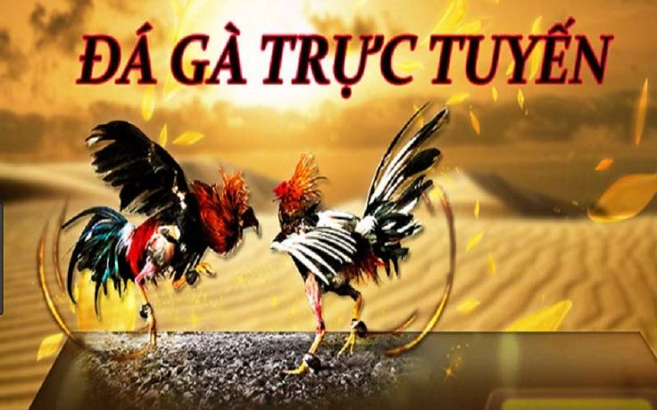 Trình tự đá gà tại Sbobet