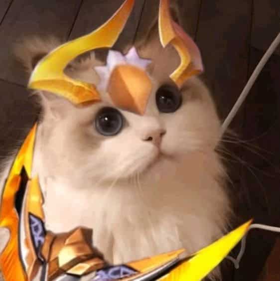 avatar mèo liên quân nakroth cute