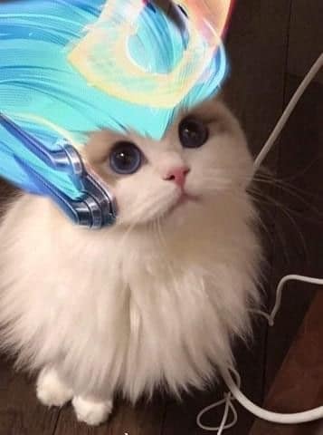hình mèo Liên Quân Ngộ Không mới nhất