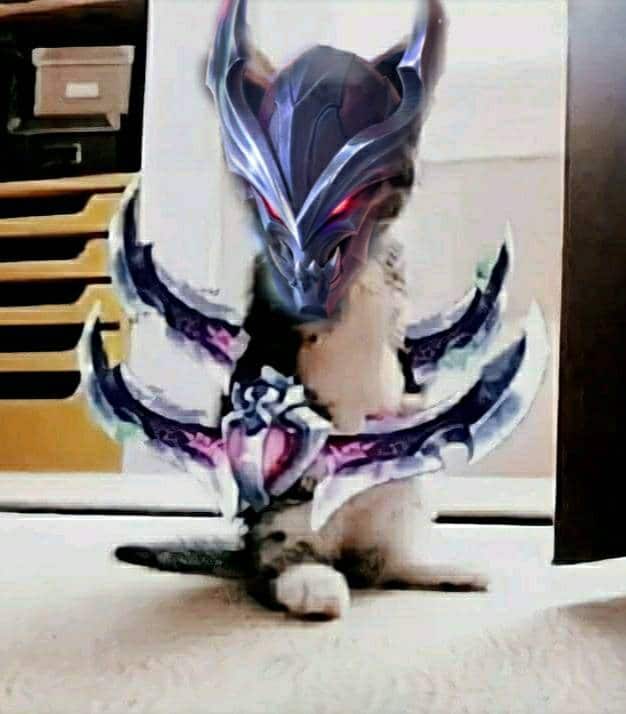 Avatar mèo Liên Quân Nakroth cute