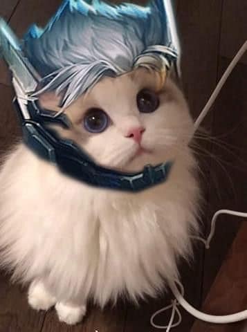 Avatar mèo Liên Quân Nakroth dễ thương