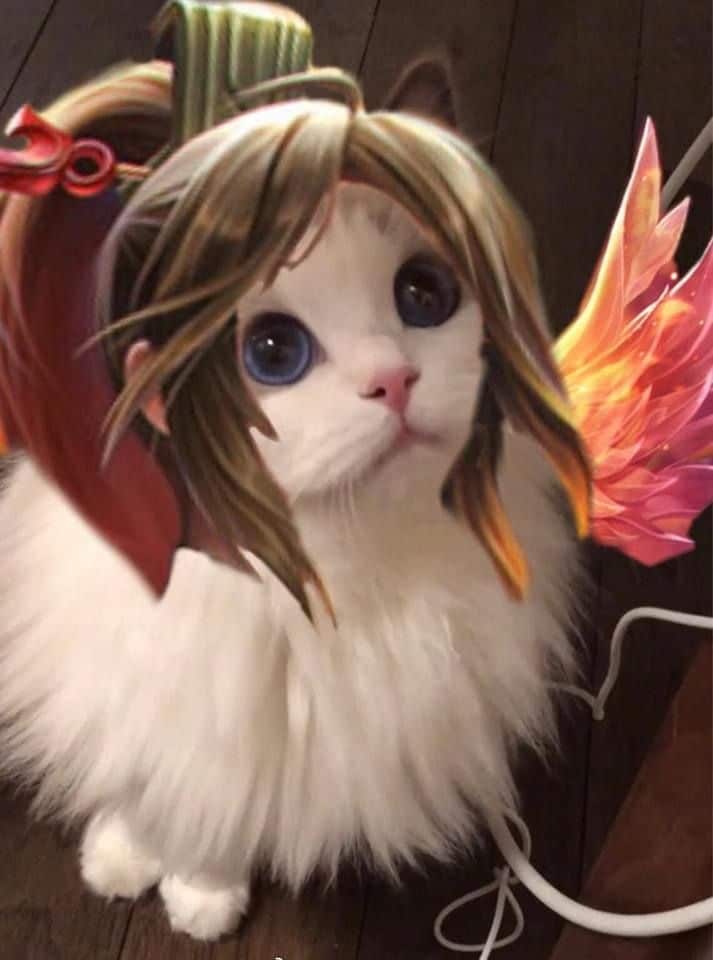 Avatar mèo Liên Quân cute nhất