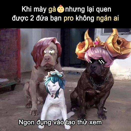 Hình ghép mèo Liên Quân hài hước