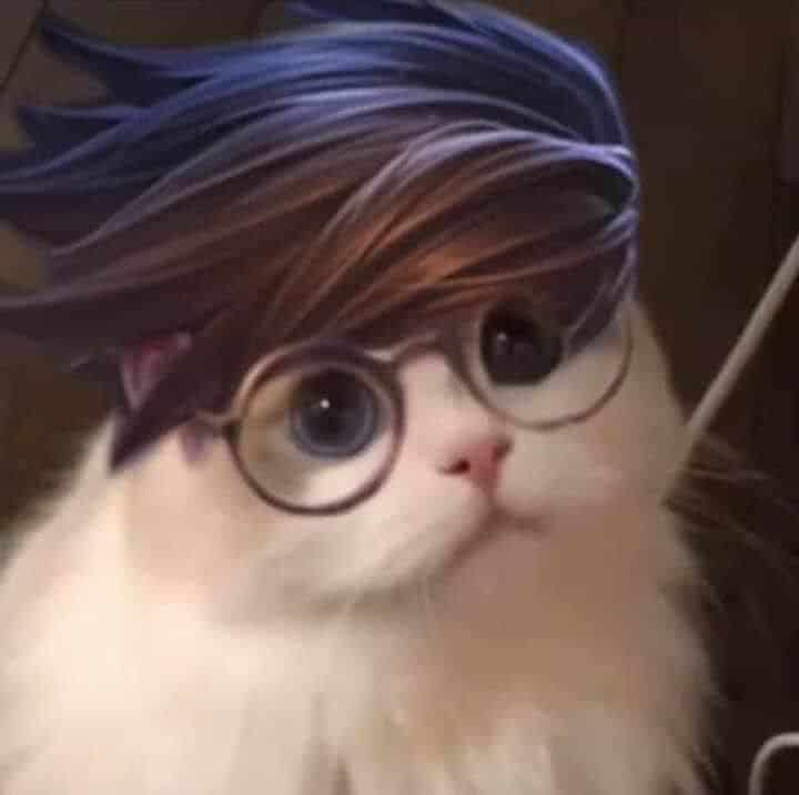 Hình mèo Thorne cute