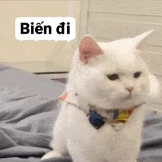 Ảnh Chế Mèo Bựa