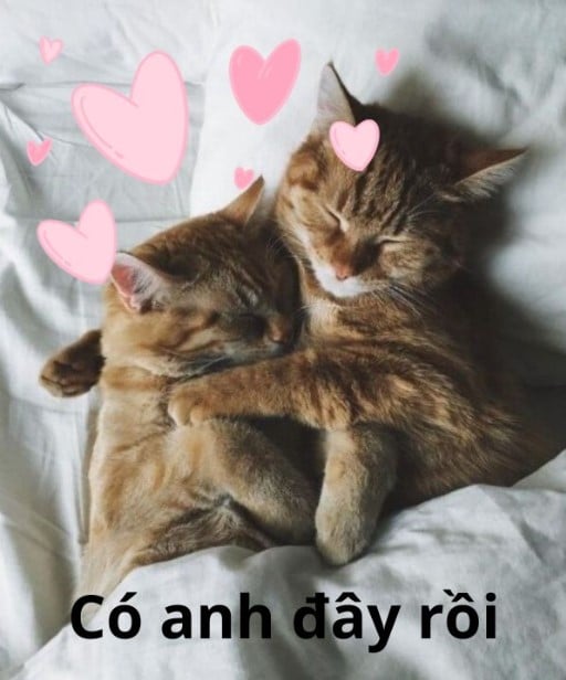 Ảnh Mèo An Ủi Chế Vui, Cute