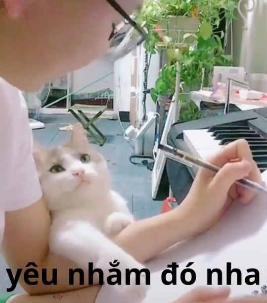 Ảnh Mèo An Ủi Chế Vui