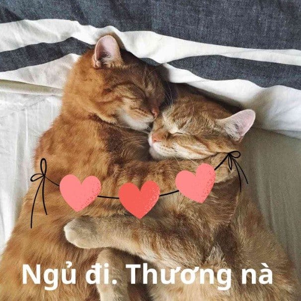 Ảnh Mèo An Ủi Ngủ Ngon Cute