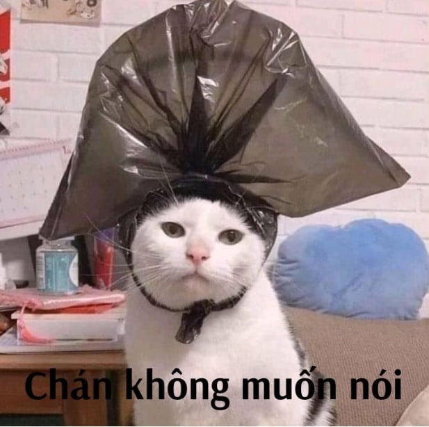 Ảnh Mèo Bất Lực Siêu Cute
