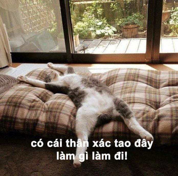 Ảnh Mèo Bất Lực Vui