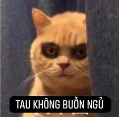 Ảnh Mèo Bựa Cute Nhất