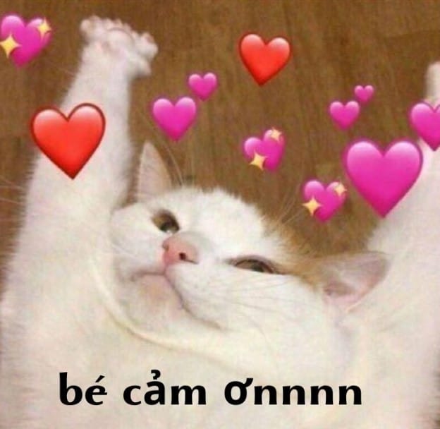 Ảnh Mèo Cảm Ơn Chế Vui