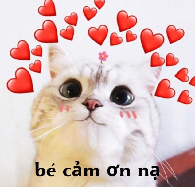 Ảnh Mèo Cảm Ơn Cute
