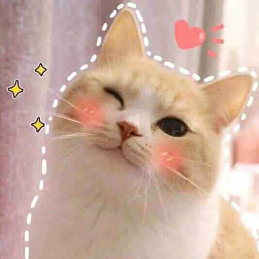 Ảnh Mèo Cute Nhất