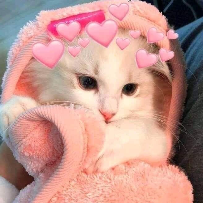 Ảnh Mèo Cute Trái Tim
