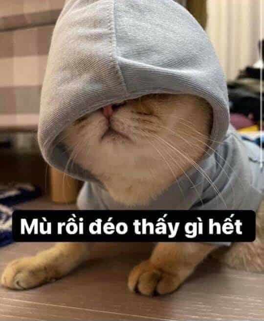 Ảnh Mèo Cute, Vui