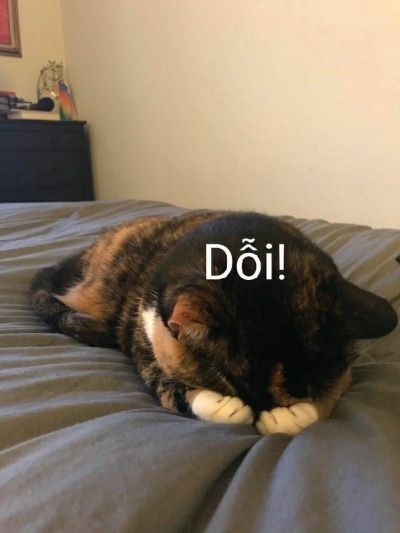 Ảnh Mèo Dỗi Cute Nhất
