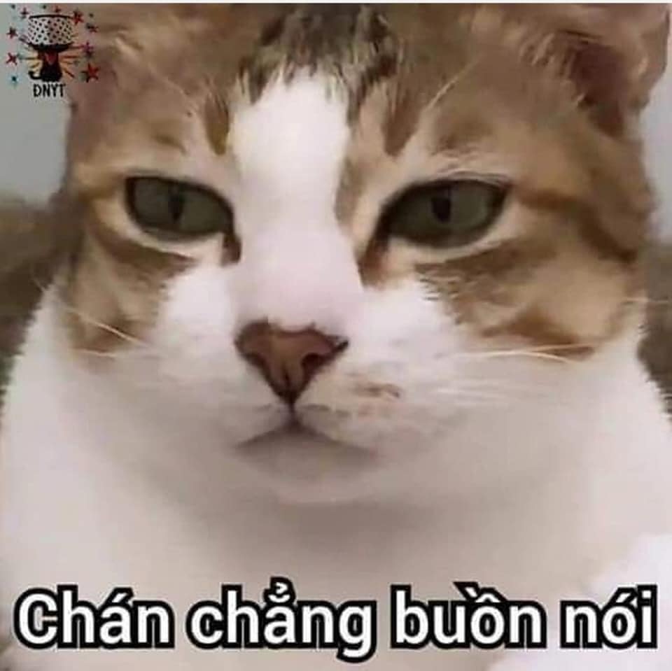Ảnh Mèo Giận Dỗi Bựa