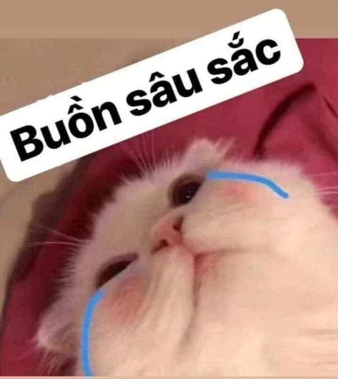 Anh Meo Gian Doi Dang Yeu