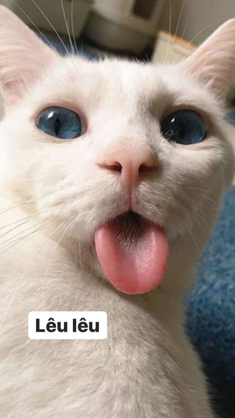 Ảnh Mèo Hài Hước Cute
