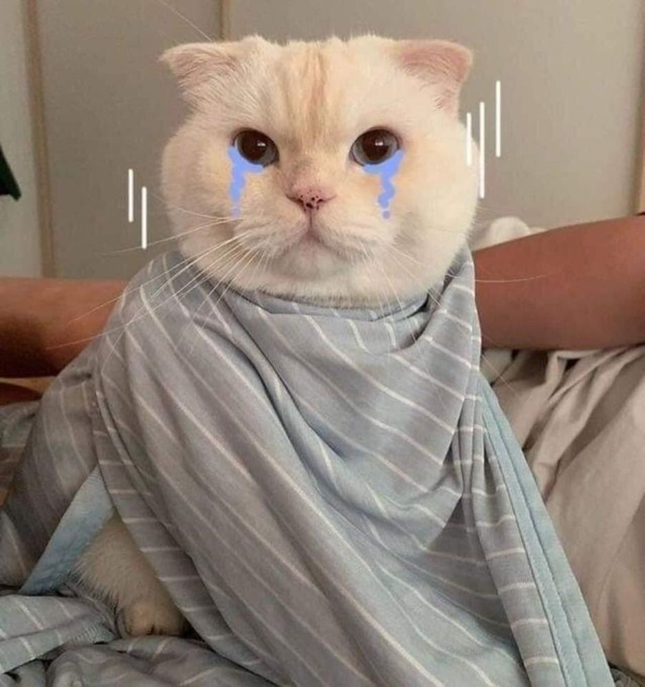Anh Meo Khoc Cute Nhat