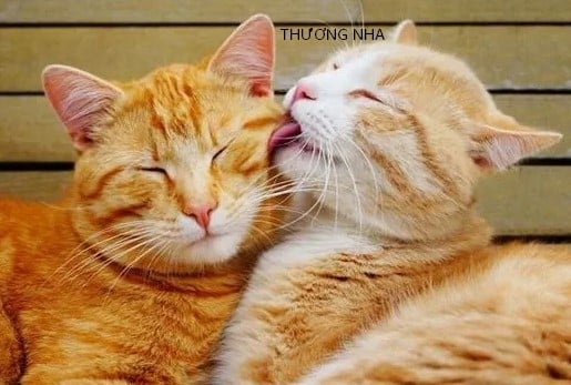 Ảnh Mèo Ôm An Ủi